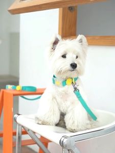 Waterproof Pet Collar Dog Collar Puppy and Medium Dogs Close-fitting Soft PVC Material Washable