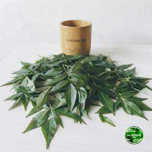 Daun sangitan sambucus javanica segar 400 gram-az