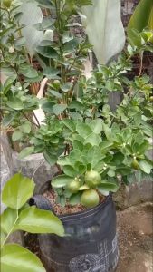 Bibit Jeruk Sonkit Sudah Berbuah Lebat Super