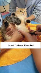 Cat Grass Cube Sticks Granules Freeze Dried Cat Snacks Hair Removal Gentle Hair Teeth Cleaning Pet Molar Grass Rumput Kucing Ready To Eat Bersih Gigi Makanan Kucing Vitamins