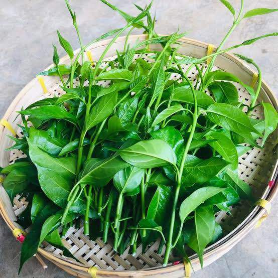 ต้นผักเชียงดา ยอดอ่อนและใบอ่อนของผักเชียงดามีรสขมอ่อนๆ ต้นสวยตรงปก เคลมฟรี  | Lazada.co.th
