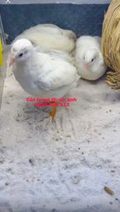 2kg Cát Trắng Thạch Anh - Cát Trắng Sạch - Cat lót nền gà