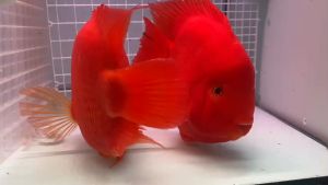 Cám Bess Thức ăn dinh dưỡng giàu đạm Vitamin và hỗ trợ lên màu cá dĩa ĐĨA