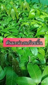 ต้นมะม่วงแก้วขมิ้น ขนาด 65 - 100 ซม. มีลักษณะคล้ายมะม่วงแก้วของไทย แต่ลูกใหญ่กว่า  รับประทานได้อร่อยทั้งผลดิบและสุก เนื้อแน่นละเอียด