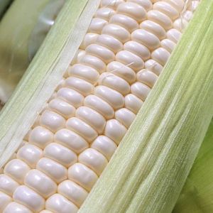 MANTAP 1 KG BENIH BIJI JAGUNG PUTIH SUPER