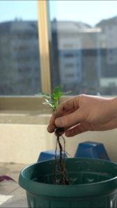 Pupuk Untuk memacu pertumbuhan akar pada stek tanaman - Root Max