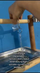 Paket Tangkringan Standing Kayu Rantai Burung Parrot Murah