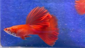 孔雀鱼 GUPPY ALBINO FULL RED BIG DORSAL (PREMIUM HIGH END QUALITY )