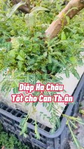 Diệp hạ châu (cây chó đẻ) thảo dược quý đánh bay sỏi thận tiểu đường hỗ trợ hạ men gan & cải thiện sức khỏe gan [1kg]