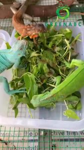 Thức ăn bò sát Rồng Nam Mỹ Rồng Úc Iguana GREENABC - Bổ sung dinh dưỡng giúp tăng trưởng nhanh lên màu đẹp phòng chống MBD teo đuôi – Hộp 200g