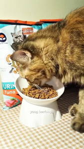 TERMURAH Cat Food Urinary LUCKY CAT URINARY / LUCKY CAT Urinary Care FRESHPACK/REPACK Makanan Kucing Kering terbuat dari bahan baku premium