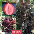Guapple Fruit tree Hybrid Seedlings High Yield/Red Guava. 