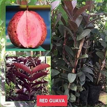 Guapple Fruit tree Hybrid Seedlings High Yield/Red Guava