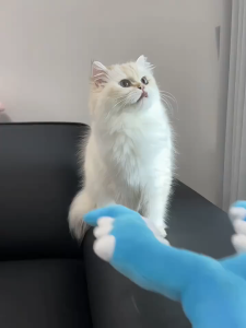 ของเล่นตลก ของเล่นเเมว ของเล่นหยุดแมว การเล่นแบบโต้ตอบ เสริมสร้างความผูกพัน