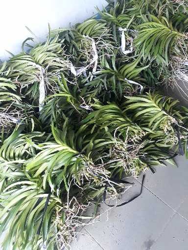 COMBO%20Nhi%E1%BB%81u%20M%C3%A0u%20C%C3%A2y%20Lan%20Gi%E1%BB%91ng%20Mokara%20cao%2030-40%20Cm%20(%C4%90%E1%BB%8F,V%C3%A0ng,T%C3%ADm,H%E1%BB%93ng,Cam)%20-%20Image%205