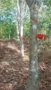 Getah Karet Kental Isi 350