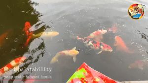 INCH-GOLD Premium Koi Fish Food - High Nutrition Formula for Growth & Color Enhancement