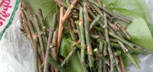 กิ่งผักสาบผักอีนูนสำหรับชำเอง.30กิ่ง .100บาท