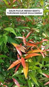 Daun Pucuk Merah Segar / Obat Herbal Daun Pucuk Merah Segar Herbal Alami