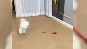 Cat Toy Interactive Ball Auto Electric Rolling Ball For Cats/Dog Pets Usb Rechargeable