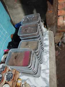 Umpan Mancing Udang Galah / nipah