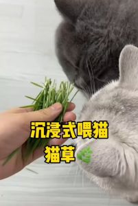 Cat Grass Seed Set Biji Benih Rumput Kucing healthy cat wheatgrass box planting set food hairball solution 猫草 化毛