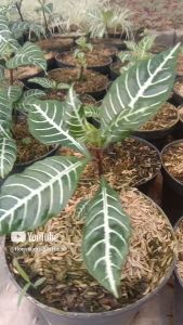 Tanaman Hias Aphelandra Zebra & Bunga Kuning