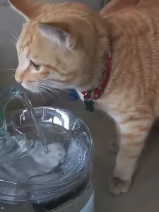 Transparent Pet Cat Water Fountain Dispenser Carbon Filter Replacement Sponge WF050/WF060 (1PCS)