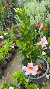 อมรเบิกฟ้า สีชมพูอ่อน สีใหม่สวยแบบทูโทนพาสเทล Mandevilla Vine Rose dipladenia