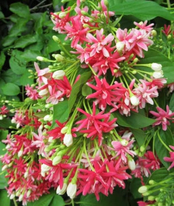 Rangoon Creeper Double +petals,,,,small plants////picture show on