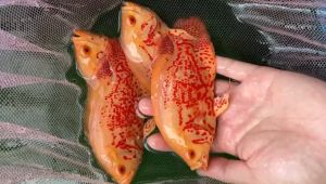 Blood Oscar Fish/LiveFish/ Freshwater/ 血珠鱼