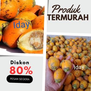 buah pohon pinang muda segar 1kg buah pinang akar pinang
