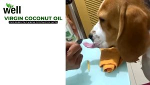 Minyak VCO Kucing Anjing Virgin Coconut Oil Well Obat Jamur  Pelembut Penghalus Bulu Scabies Vitamin Bulu Lebat Kucing Anjing Minyak Kelapa Murni