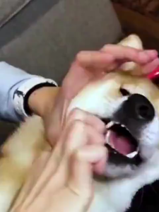 Pet Oral Spray 120ml Pet Spray Dog Oral Care Teeth Cleaning Plaque Remover Dog Oral Care