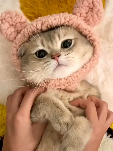 Cat Hat Pet Headgear Knitting Frog Flower Dog Hat Headdress Funny Cute Cat Festival Dress Up Hat