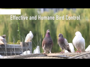 หนามไล่นก ไล่นกพิราบ ที่ดักนก กันนกพิราบ หนามกันนก หนามไล่นกพิราบ กันนกเกาะ อุปกรณ์ไล่นกทำรัง หนามกันนกเกาะ ทนทาน Bird Spikes อุปกรณ์ ไล่นก ไล่นก หนามกันนกพิราบ ทนทาน