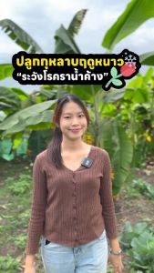 รักษาพืช สูตรไคโตซาน (ชนิดผงเข้มขน้อม) 15 ซอง สินค้าปลอดภัย ป้องกันโคนเน่า ผลเน่า ใบไห้ม ป้องกันและกำจัดพืช พืชสวนครัว พืชผล ไม้ประดับ