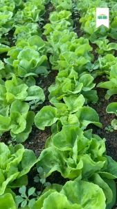 Hạt giống Xà Lách Búp RADO 45 Túi 5g(~4500 hạt) Xà Lách Đăm dễ trồng | Hạt giống Rạng Đông