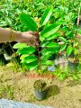 ต้นทุเรียนกบพิกุลแบบเสียบยอด สูง100ซม.. 
