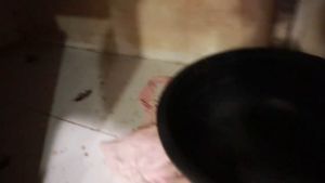 HMB 5g Cockroach Powder: Effective Pest Control Solution