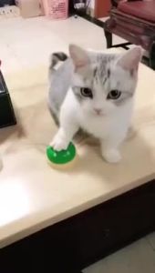 FOLOPETS กระดิ่งฝึกสุนัข และ แมว กริ๊งๆๆ กระดิ่งฝึกสัตวเลี้ยง Pet Training Ring Bell ของเล่นหมา จัดส่งด่วน จัดส่งฟรี