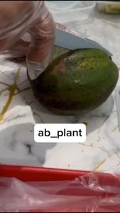 Bibit Alpukat Nikol Okulasi Jumbo Tinggi 1 Meter Unggul