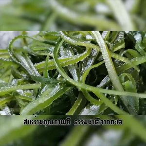 Premium Grade A Dried Wakame Seaweed Sheets 16 Times Expanding GMO-Free Ideal for Stir-Fry & Noodles
