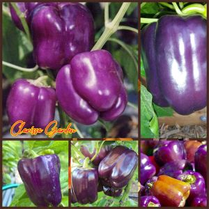 5 BUTIR BIJI/BENIH TANAMAN PAPRIKA UNGU  F1