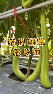 Benih Terung HijauGreen Eggplant Seeds (30 Seeds)