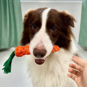Dog Toys Chew Rope Knot Carrot Teeth Cleaning Toys for Small Medium Large Dogs Bichon Border Collie Poodle Pet Supplies