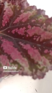 tanaman hias daun begonia purba cantik murah