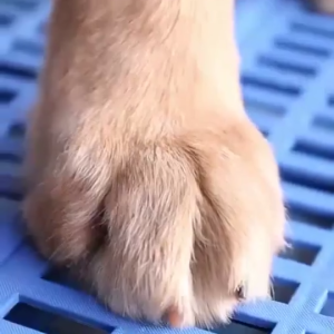 Alas Kandang Hewan Interlock Karet Anti Slip Lindungi Kaki Anjing Kelinci dari Luka dan Lembab