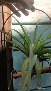 【Tillandsia My Sweet Rose (Capitata ‘Silver Rose X Streptophylla)/ Air Plant / 空气凤梨