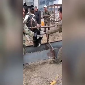 CoralCove เลื่อยตัดเขาวัว แพะ แกะ เลื่อย เลื่อยตัดไม้ เลื่อยโซ่ สแตนเลส เลื่อย สแตนเลสตัดไม้ ตัดท่อ ตั้งแคมป์ เดินป่า เลื่อยเชือก เลื่อยโซ่ สแตนเลส